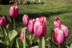 Morgan-Landscaping_Var_20180326-175