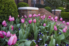 Morgan-Landscaping_Var_20180326-179