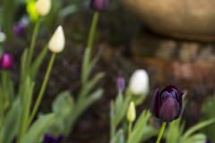 Morgan-Landscaping_Var_20180326-215